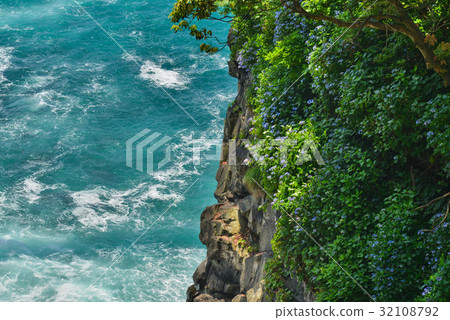 [Higashiizu Castle Kasaki Coast] Hydrangea blooming on a precipice 32108792