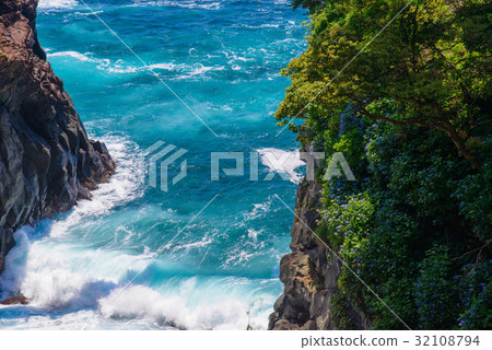 [Higashiizu Castle Kasaki Coast] Hydrangea blooming on a precipice 32108794