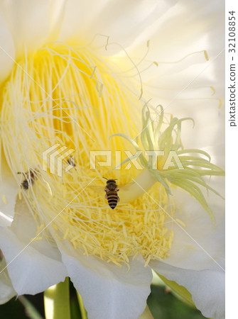 bees collect honey large exotic beautiful flower bees collect honey large exotic beautiful flower 32108854