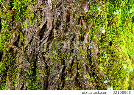 green moss on the tree. mossy bark background. 32108968
