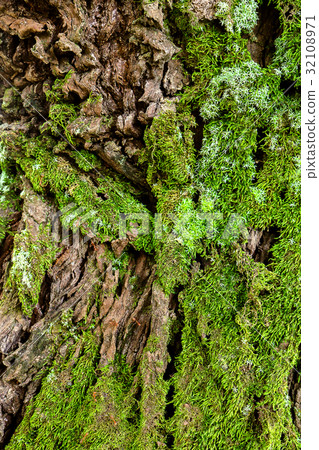 green moss on the tree. mossy bark background. 32108971
