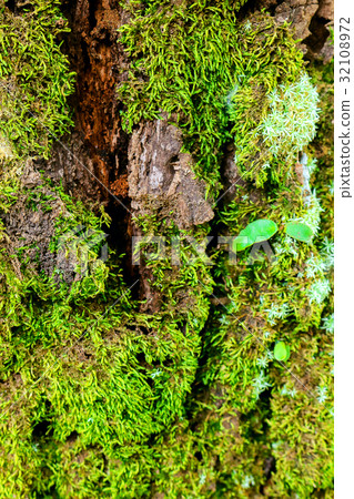 green moss on the tree. mossy bark background. 32108972