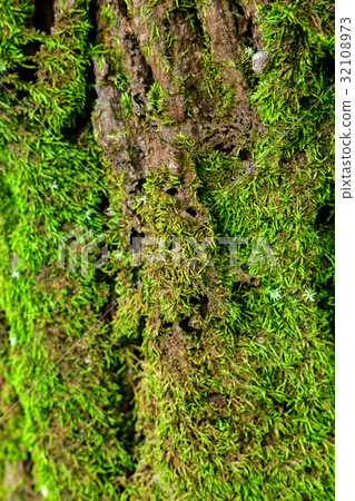 green moss on the tree. mossy bark background. 32108973