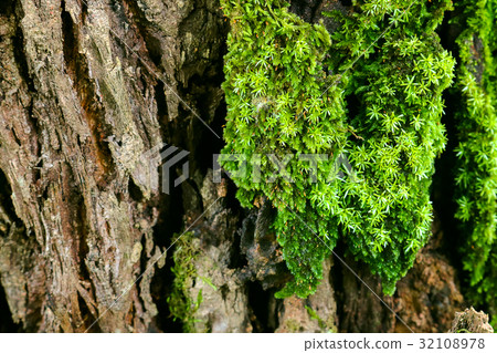 green moss on the tree. mossy bark background. 32108978
