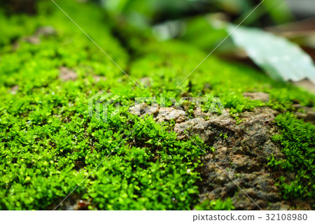 green moss on the stone. mossy rocks background. 32108980