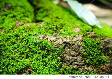 green moss on the stone. mossy rocks background. green moss on the stone. mossy rocks background. 32108981