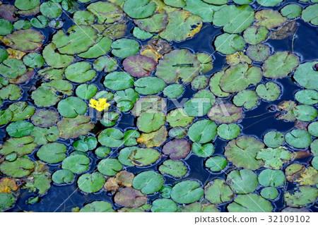 Asaza's leaves and yellow flowers 32109102