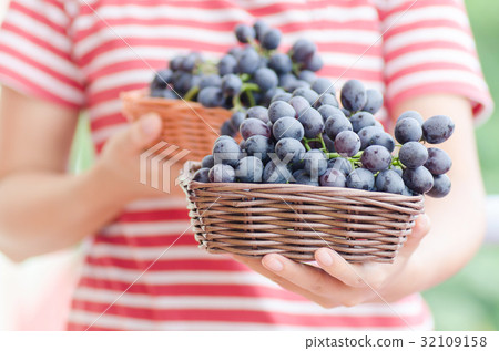 Woman holding red grape in a basket Woman holding red grape in a basket 32109158