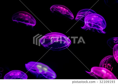 月亮水母 32109193