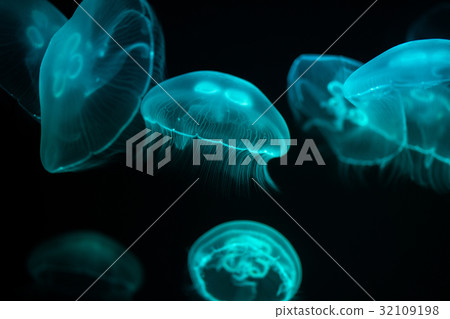 月亮水母 32109198