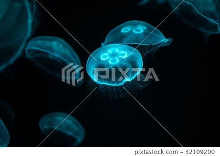 Moon jellyfish Moon jellyfish 32109200