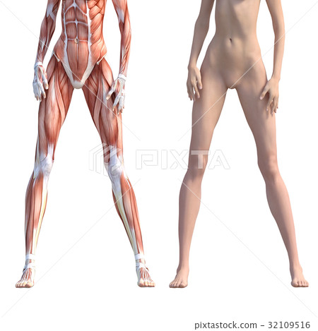 女性解剖肌肉3DCG例證材料 32109516