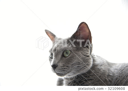 貓[俄羅斯藍色] 32109608