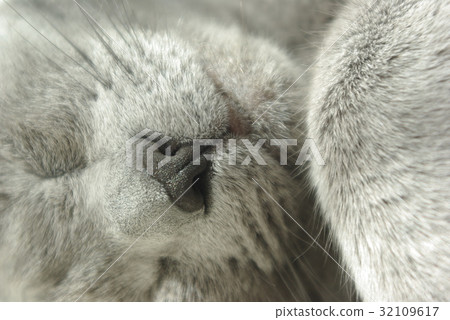 Cat [Russian blue] 32109617