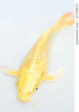 Golden carp white background Golden carp white background 32109653