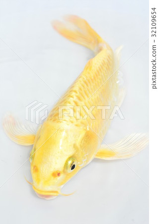Golden carp white background Golden carp white background 32109654