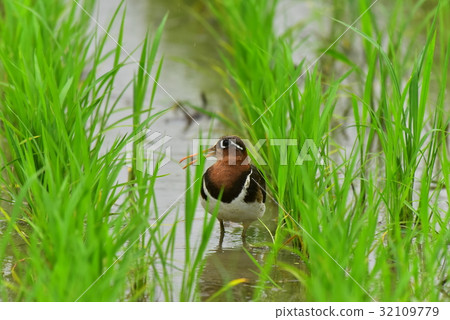[Wild birds] Female sandpiper walking in paddy field 32109779