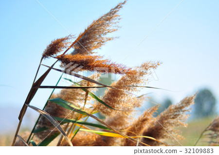 common reed close up 32109883