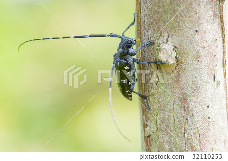 Affiliation 32110253