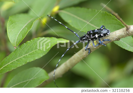 Affiliation 32110256