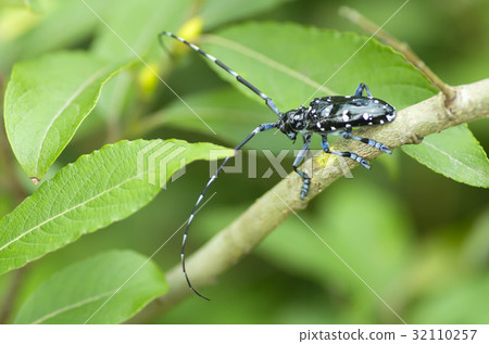 Affiliation 32110257