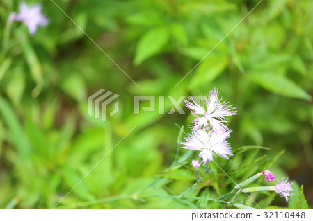 Kawarana de Ceco花 32110448