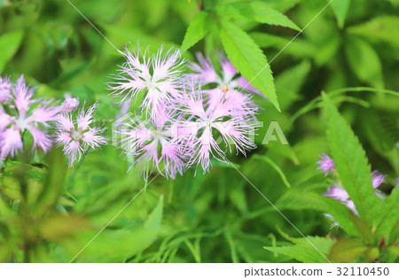 Kawarana de Ceco花 32110450