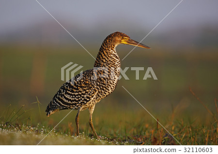 Motteled Rufescent Tiger-Heron, Tigrisoma lineatum 32110603