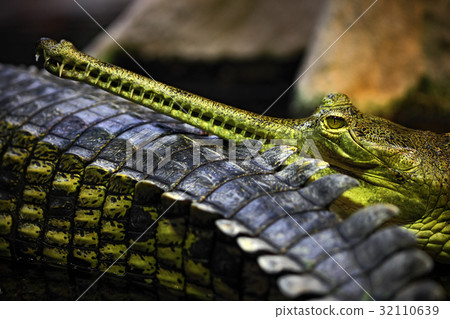 Portrait Of Indian Gharial Gavialis Gangeticus Stock Photo