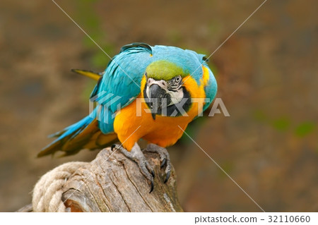 Parrot, blue-and-yellow macaw, Ara ararauna Parrot, blue-and-yellow macaw, Ara ararauna 32110660