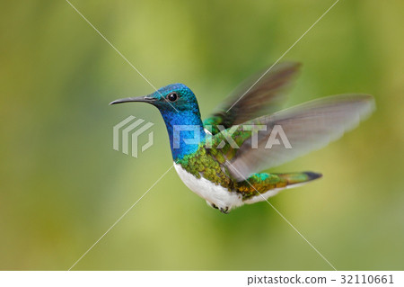 Flying blue and white hummingbird Flying blue and white hummingbird 32110661