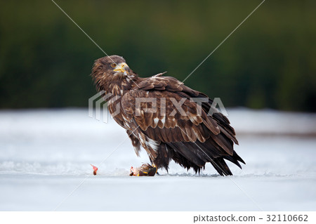 White-tailed Eagle, Haliaeetus albicilla, bird White-tailed Eagle, Haliaeetus albicilla, bird 32110662