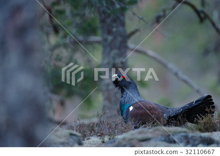 Dark bird Western Capercaillie, Tetrao urogallus Dark bird Western Capercaillie, Tetrao urogallus 32110667