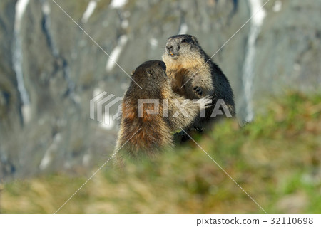 Fighting animals Marmot, Marmota marmota Fighting animals Marmot, Marmota marmota 32110698