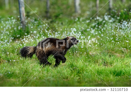 Running tenacious Wolverine in Finland tajga 32110710