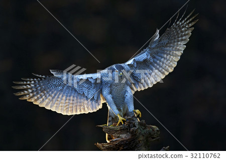 Goshawk, flying bird of prey with open wings 32110762