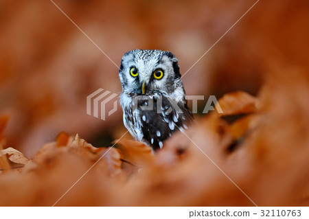 Owl hidden in the orange leaves. Bird in autumn 32110763