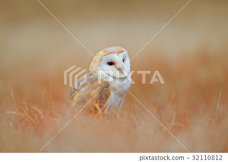Barn Owl in light grass 32110812