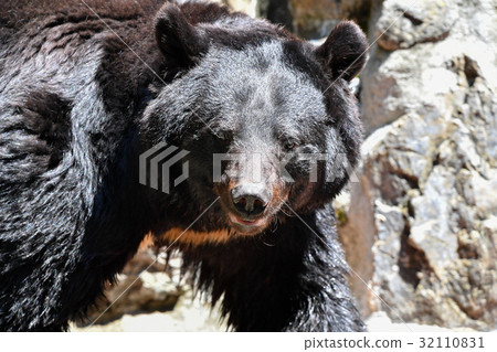 Bear images - PIXTA Bear images - PIXTA