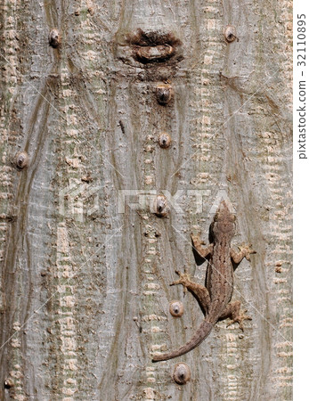 small tiny textured grey brown tropical lizard small tiny textured grey brown tropical lizard 32110895