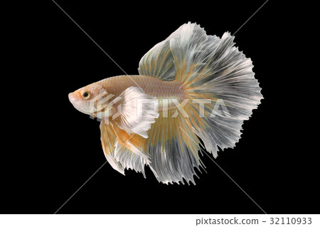 Abstract art movement of colourful Betta fish Abstract art movement of colourful Betta fish 32110933