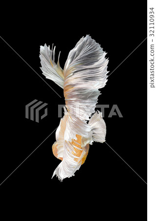 Abstract art movement of colourful Betta fish 32110934