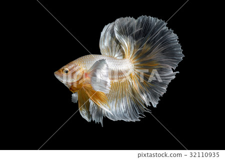Abstract art movement of colourful Betta fish 32110935