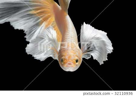 Abstract art movement of colourful Betta fish 32110936