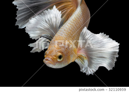 Abstract art movement of colourful Betta fish 32110939