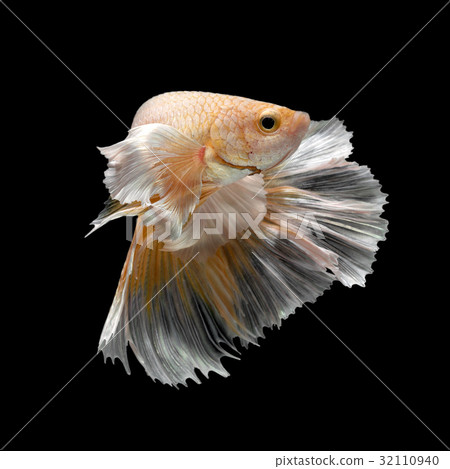 Abstract art movement of colourful Betta fish 32110940
