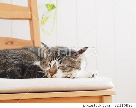 一隻小貓要小睡一下 32110985