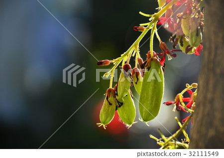 Backlit Bilimbi 32111549