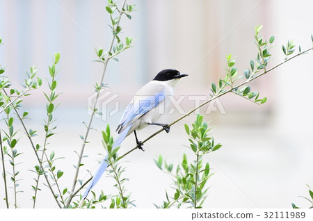 Onaga resting with tree branches 32111989