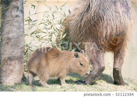 Capybara children 32112384
